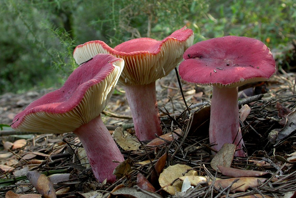 Russula sanguinea